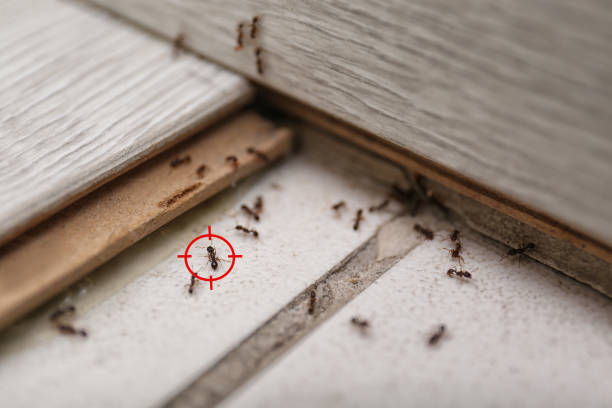 Best Pest Control for Businesses  in West Mayfield, PA